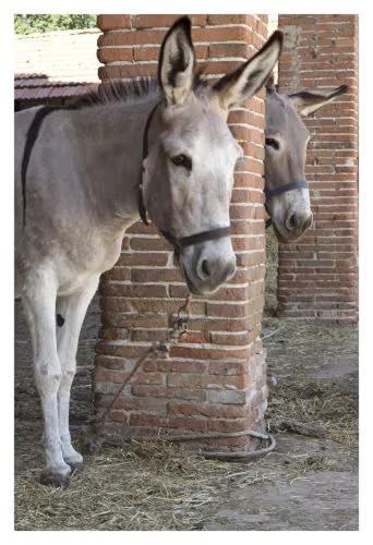 Fattoria Agriturismo Bigongiari Lucca Exteriér fotografie