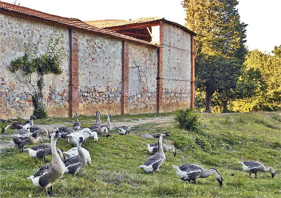 Fattoria Agriturismo Bigongiari Lucca Exteriér fotografie